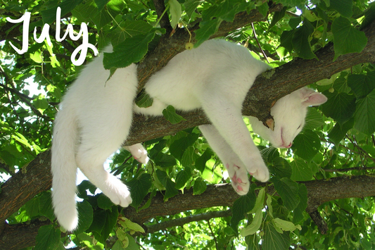 Cat Days of Summer: When Even Your Cat is Too Hot to Move