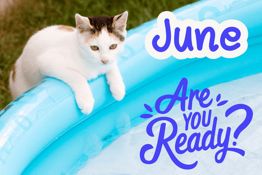 Summer Body Goals: As Told by Your Lazy Cat
