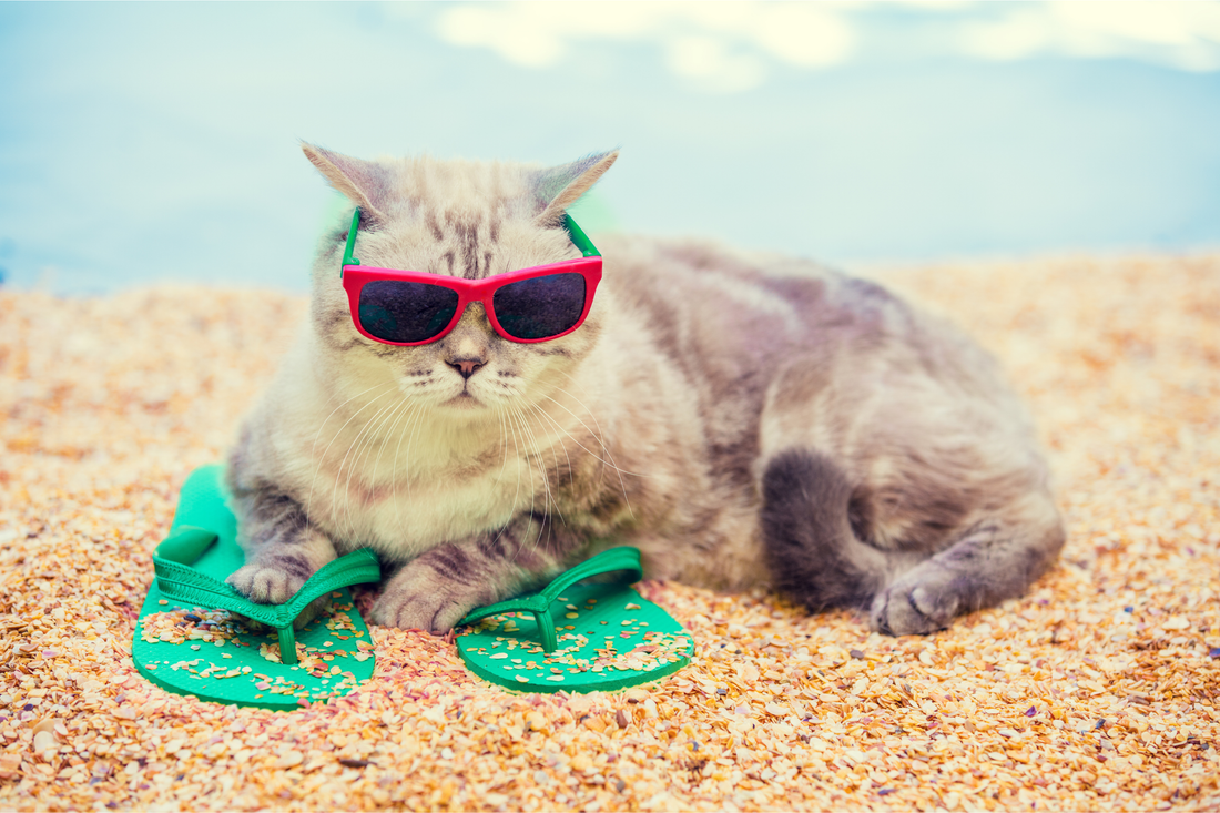 Summer Is Coming. Your Cat Is Judging Your Wardrobe.