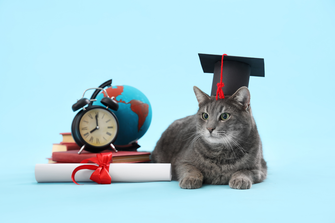 Graduation Gifts for Cat Lovers