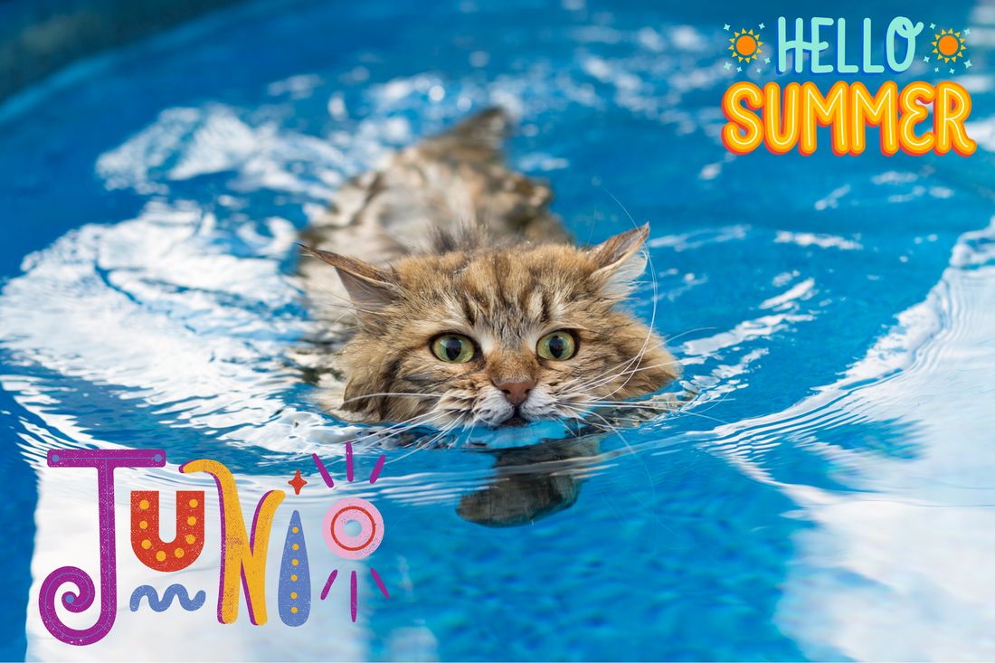 Midsummer Madness: Your Cat's Guide to Beating the Heat