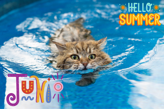 Midsummer Madness: Your Cat's Guide to Beating the Heat