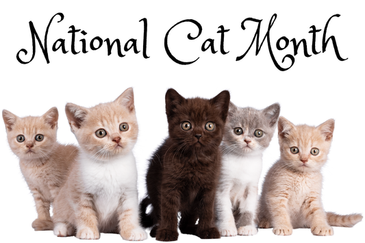 August Is National Cat Month (Obviously It Should Be)
