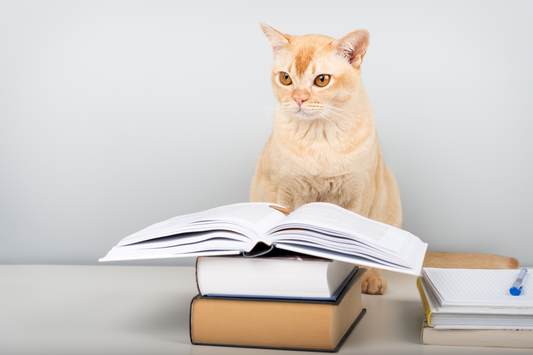 Back-to-School but Make It Feline