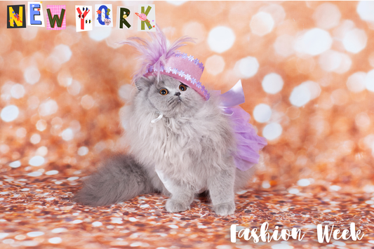 Fall Fashion Week: Dressing Your Cat in Plaid