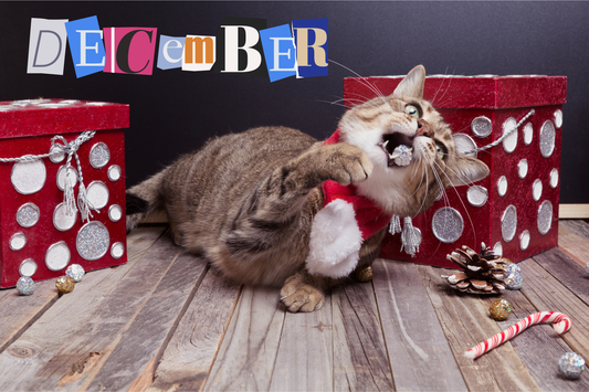 Holiday Decorating: Keeping Your Tree Safe from Curious Cats