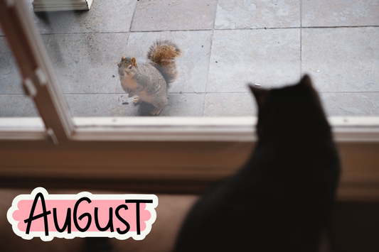 The Great Squirrel Chase: A Cat's Tale