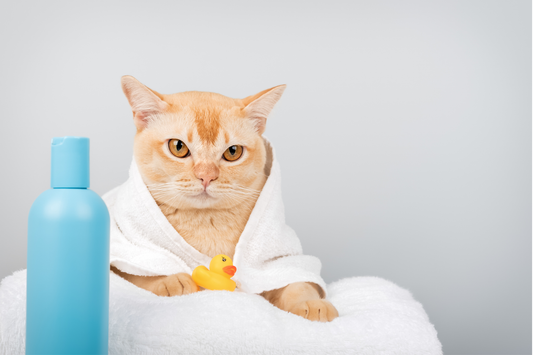 First Day of Summer: Hot Humans, Cool Cats