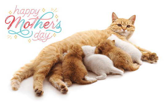 Mother's Day: When Your Cat Thinks They're Your Mom