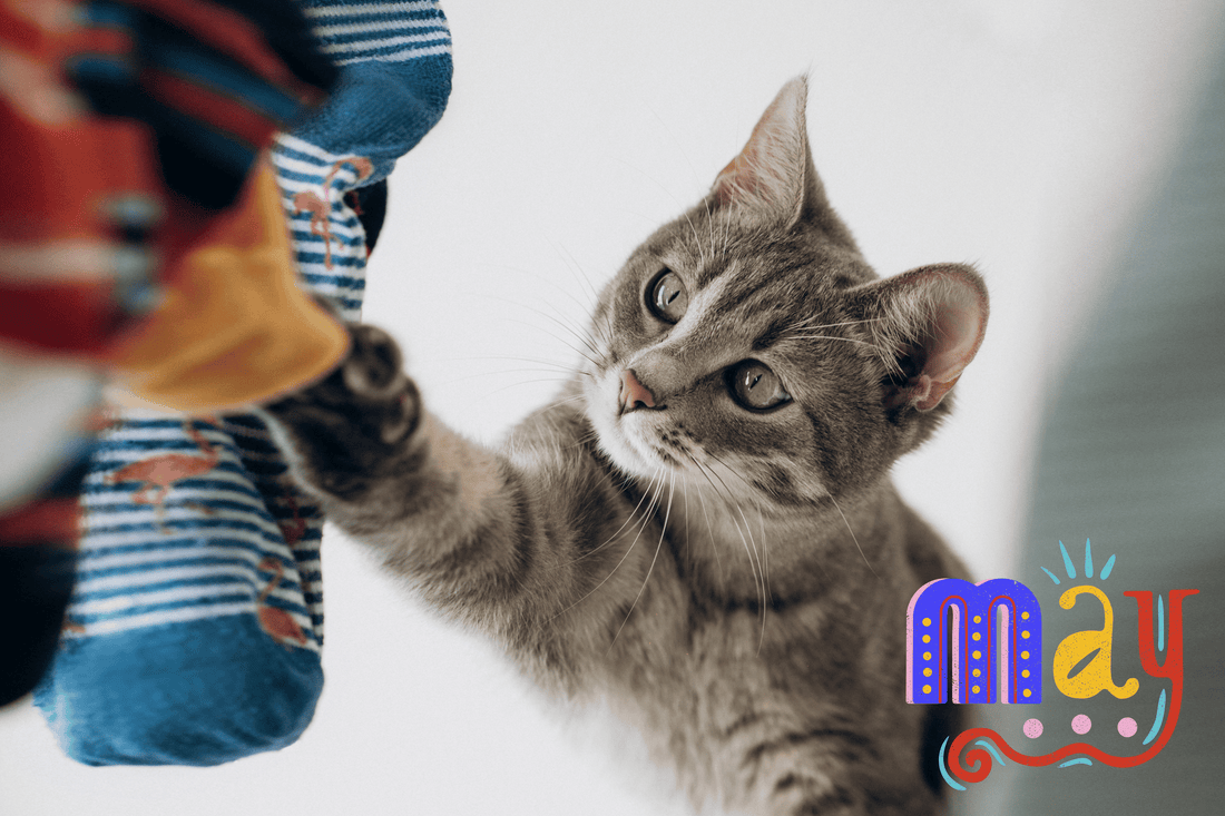 The Mysterious Case of the Disappearing Socks
