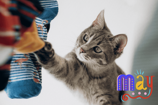 The Mysterious Case of the Disappearing Socks