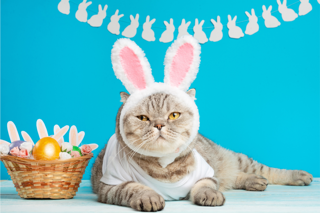 Easter Bunnies Are Cute. But Have You Considered Easter Cats?